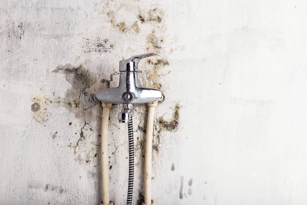 Best DIY Mold Remediation Support Services in Bamberg, SC