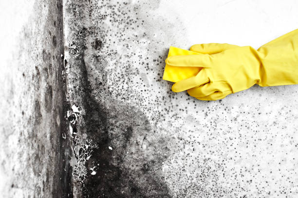 Best Mold Remediation for Specific Building Types in Bamberg, SC