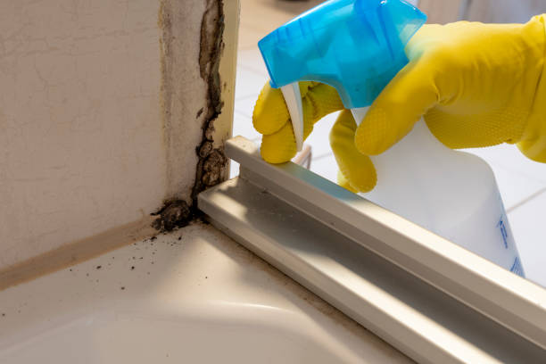 Best Commercial Mold Remediation in Bamberg, SC