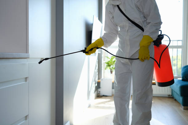 Best Insurance-Related Mold Remediation in Bamberg, SC