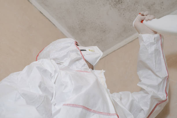 Reliable Bamberg, SC Mold Remediation Solutions