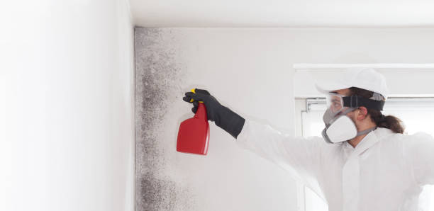 Best Basement Mold Remediation in Bamberg, SC