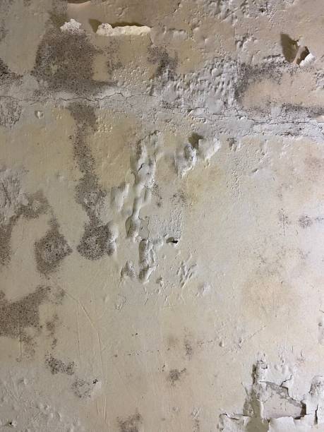 Best Post-Flood Mold Remediation in Bamberg, SC