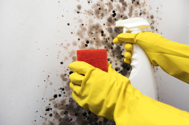 Best HVAC Mold Remediation in Bamberg, SC