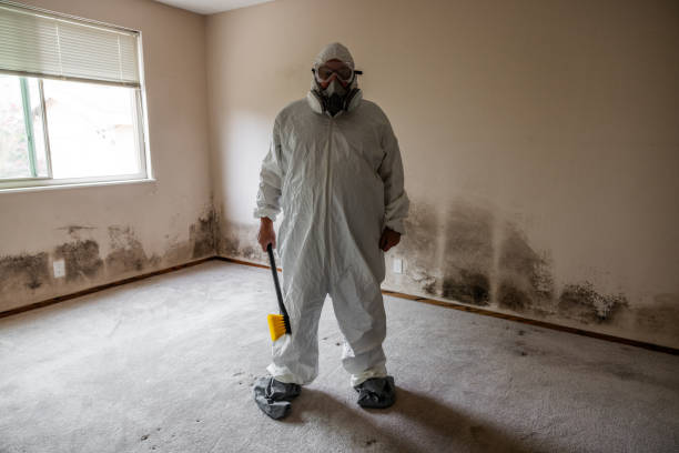 Best Insurance-Related Mold Remediation in Bamberg, SC