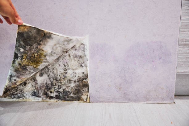 Best Basement Mold Remediation in Bamberg, SC